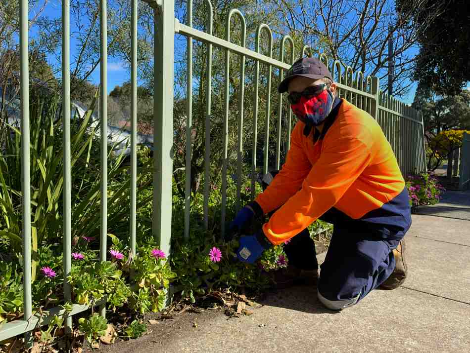 Supported employee wearing a hat, sunglasses and melbourne football club face mask, pulling out weeds from a garden bed